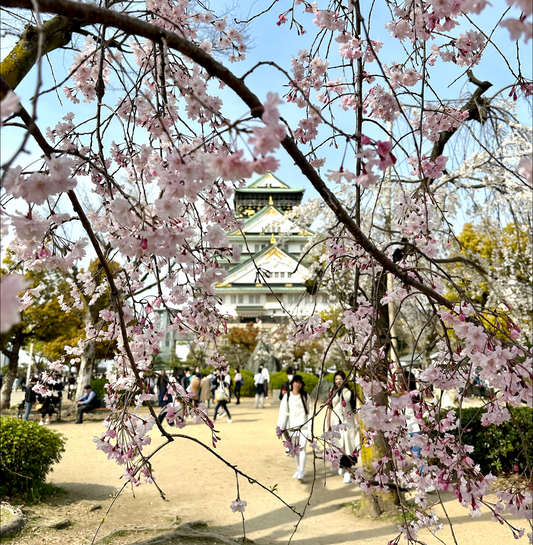 Cherry Blossom Hanami Picnic in Japan 🌸